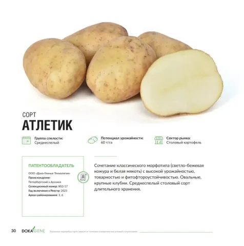 Семенной картофель сорта АТЛЕТИК на белом фоне с описанием характеристик.