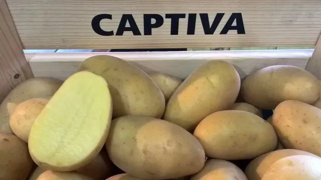 Клубень картофеля сорта Каптива в деревянном ящике