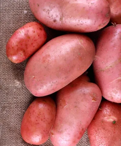 Potato tubers of the Deziré variety on a burlap background