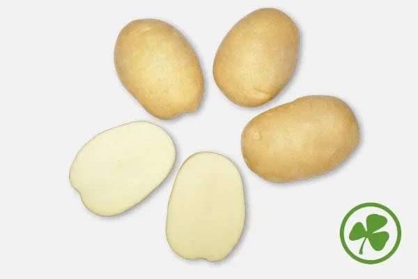 Potato DIDO | DIDO — five tubers and one peeled tuber on white background