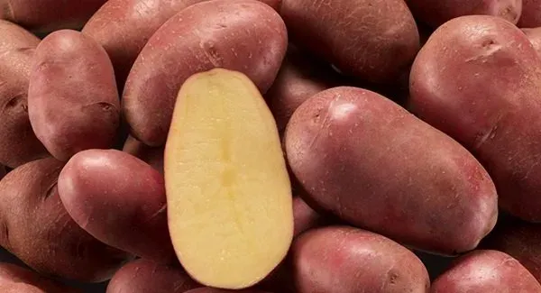 Potato tubers of the Elena variety against a background of other tubers, one cut in half
