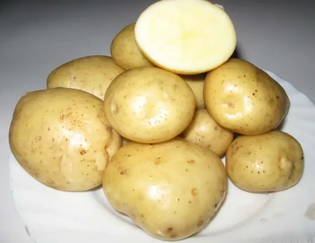 Клубни картофеля сорта Фреско на белой подложке