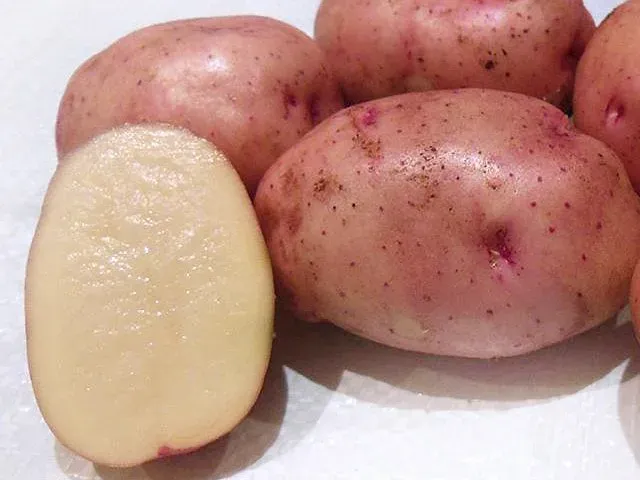 Хибинский Ранний