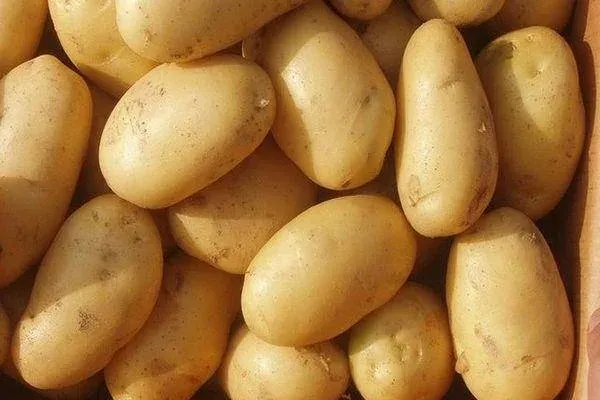 Close-up of Lileya potato tubers