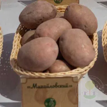 Basket of potatoes Mikhailovsky in packaging with label Mikhailovsky
