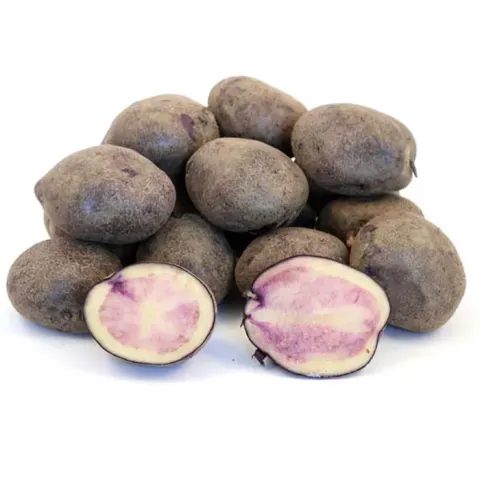 Tubers of Musinsky potato variety with dark skin and purple flesh inside