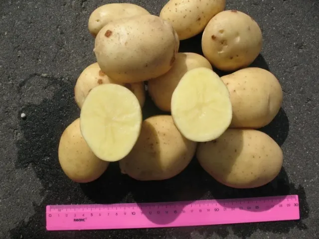 Potato tubers of variety NI DA, one cut in half, with a ruler for scale