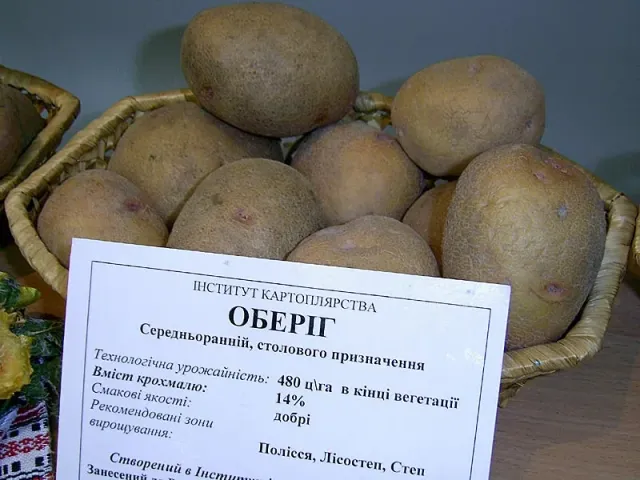 Корені картоплі сорту Оберіг у кошику з інформаційною етикеткою