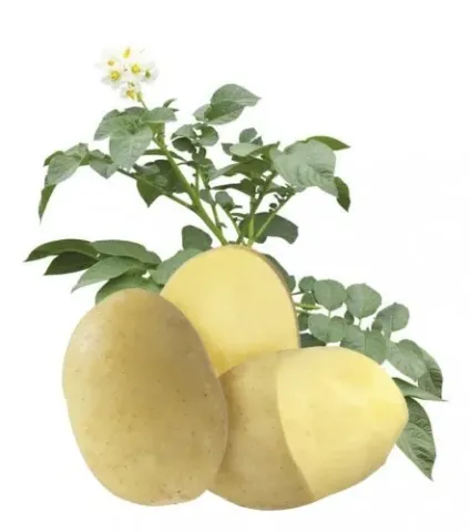 Potato variety Orchestra with plant on white background