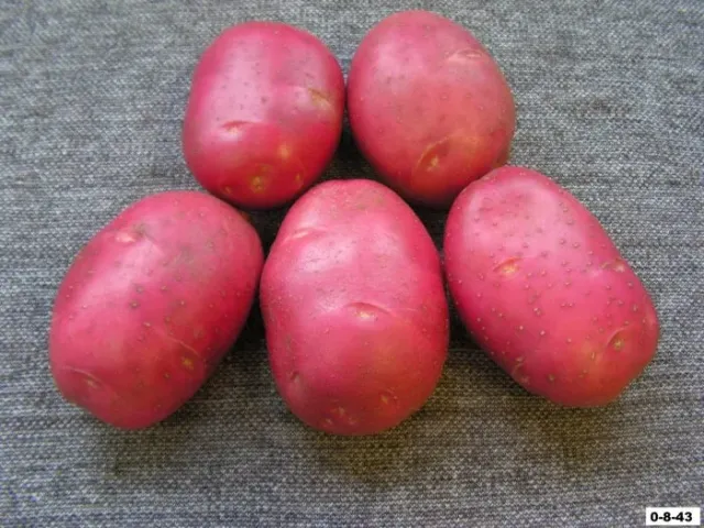 Otrada