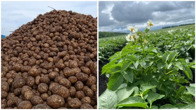 Potato variety Pamyati Anoshkinoi: flowering plant and harvested tubers