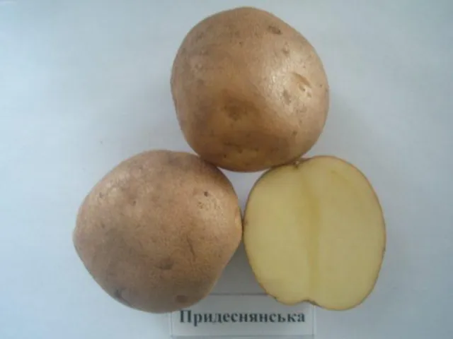 Придеснянская / Придеснянська