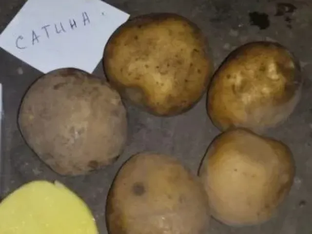 Сатина