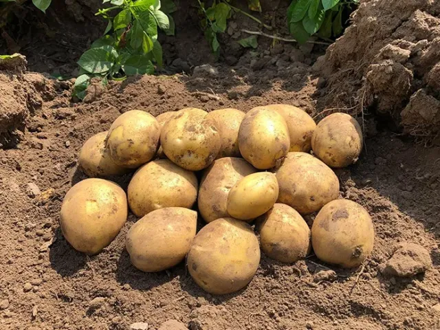 Сорая