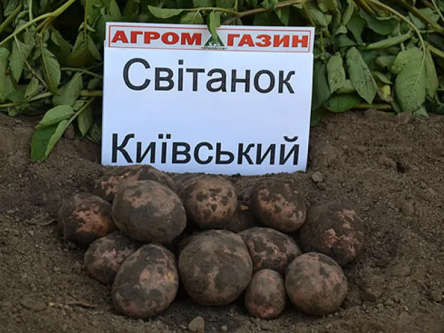 Свитанок киевский