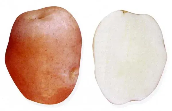Potato tuber of variety TARASOV, shown in cross-section