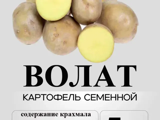 Волат