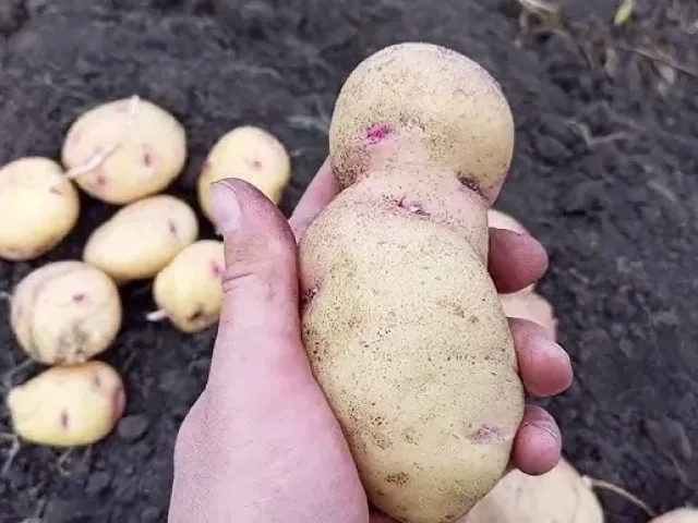Зоя