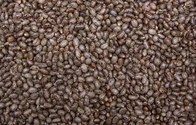 Jojoba (Kleshchevina) seeds on a background - Udacha