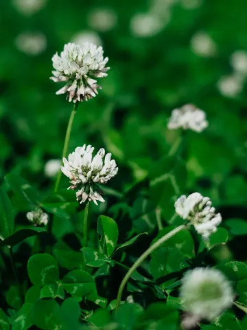 Photo of clover without product name - BELOGORSKIY 1