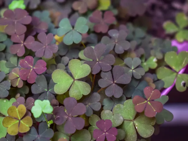 LESTRIS