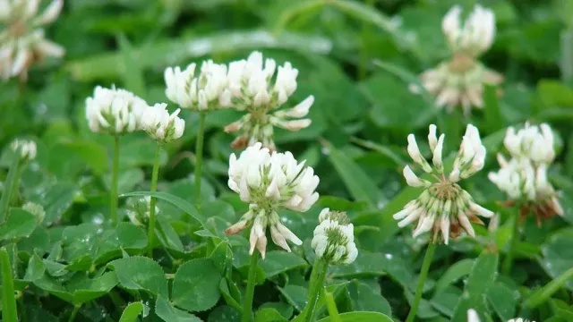 White clover flowers on green background - Orion