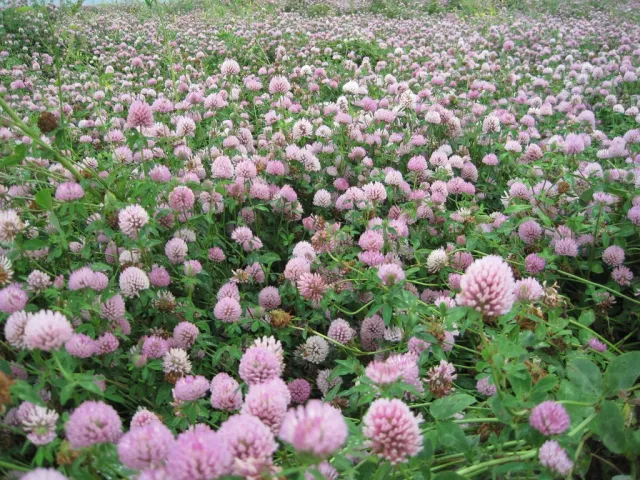 Field of Early 2 clover in bloom