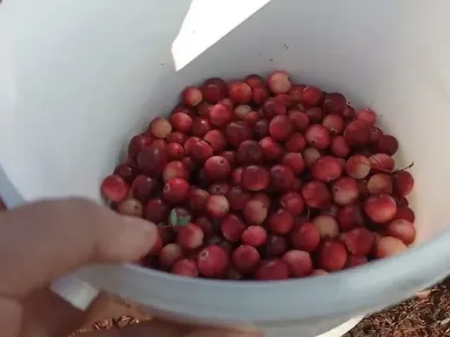 Фомич