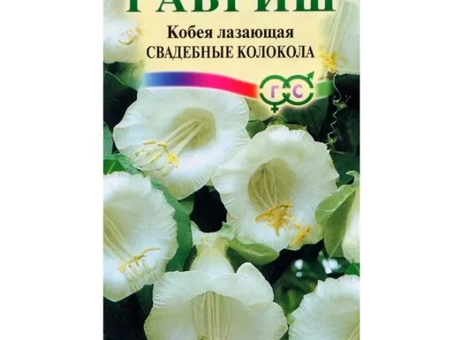 WEDDING BELL FLOWER