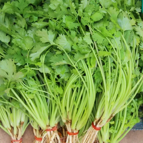 Fresh coriander in bunches - Tarzan