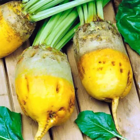 Three yellow root vegetables with green tops on a wooden surface - Sonet