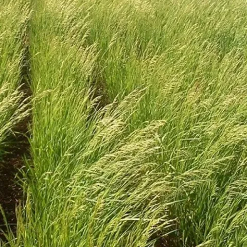 Field with Bromus inermis 'Chishminsky 3' variety