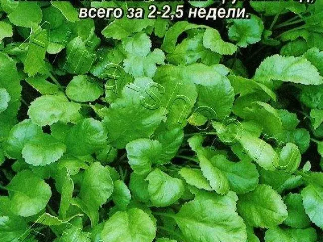 Обильнолистный