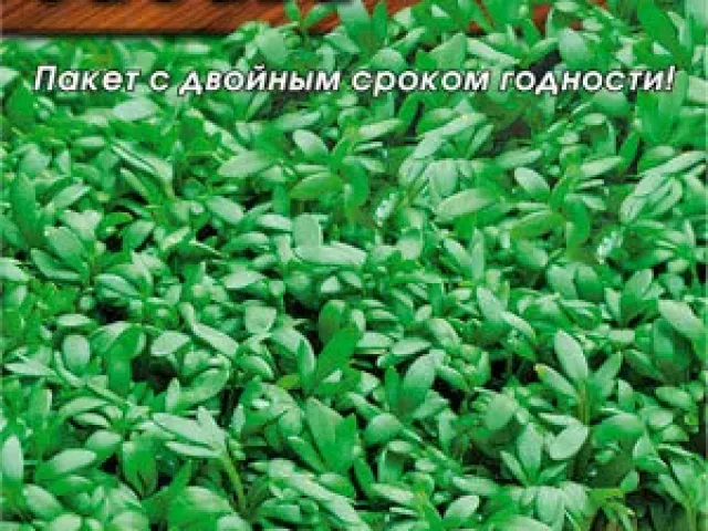 Zabava