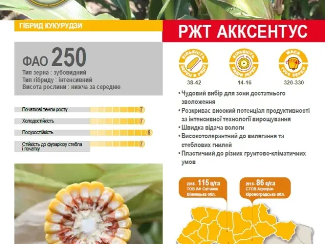 Аксентус
