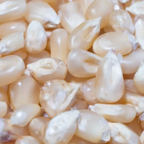 Alatus corn seeds close-up