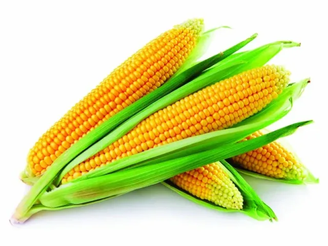 Свежие початки кукурузы сорта АС 14200