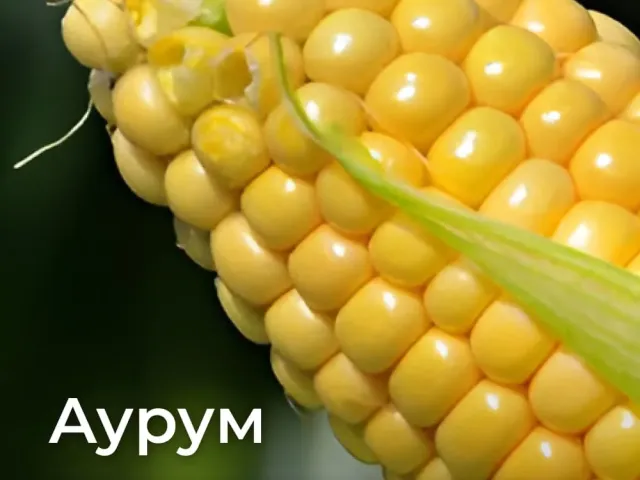 Аурум