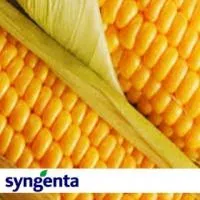 Кукуруза Syngenta - Бали КС
