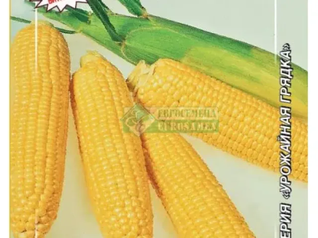 BELYGORIE S