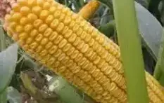 Fresh corn cob against green leaves - DIANA M