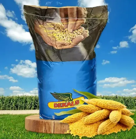 Упаковка насіння кукурудзи ДКС3830 (Dekalb) на тлі кукурудзяного поля