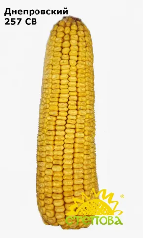 Corn Dneprovsky 257 SV