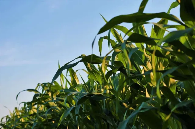 Green leaves of Dokuchaevsky 161 MV corn in the field