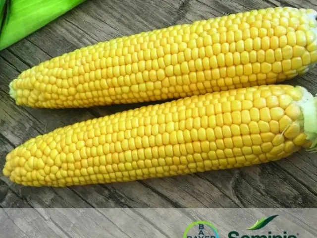 Ф 00 СМС