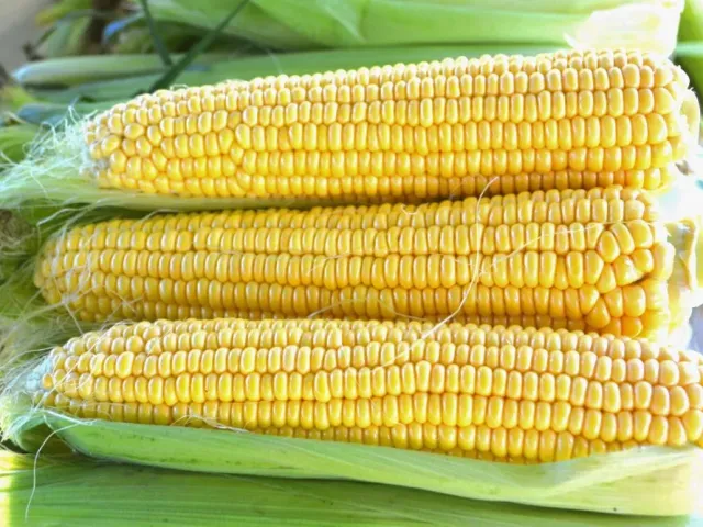F 61 SMS
