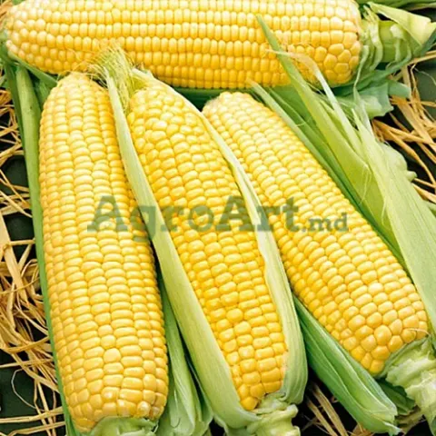Fresh yellow corn cobs on straw - FV-642