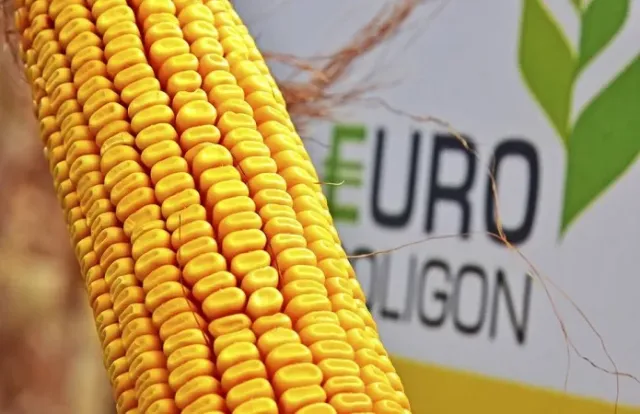 Жовта кукурудза сорту EURO POLIGON на фоні упаковки - ГК 179