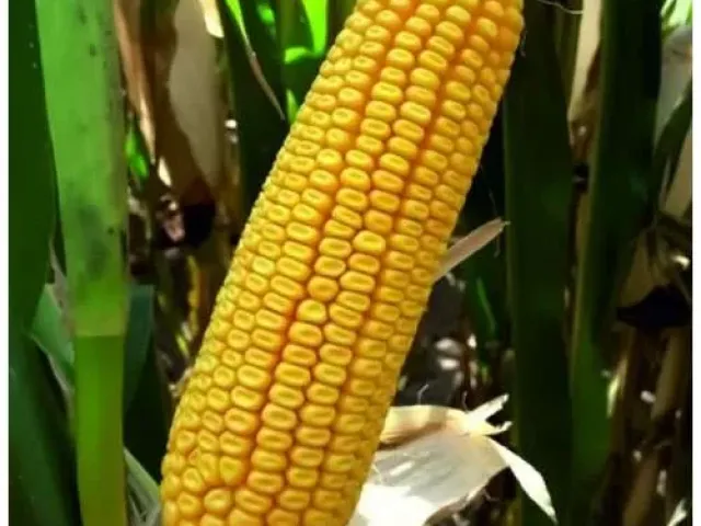 Inclusiv