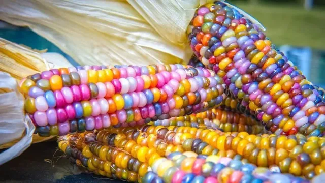 Ears of Jurenga corn with multicolored kernels